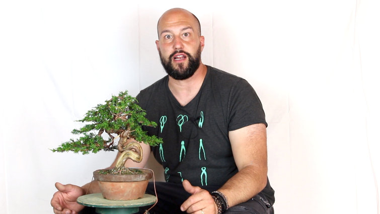 Develop Coniferous Bonsai